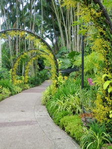 Golden Shower Arches, Orchid Garden