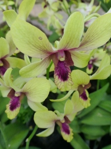 ... and another orchid variety (for prosperity!)