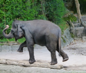 Elephant antics, Singapore Zoo