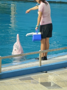 Pink dolphin, Underwater World Singapore